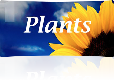 plants