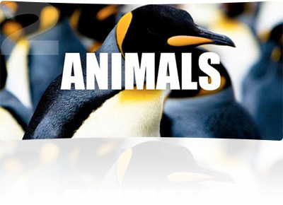 animals